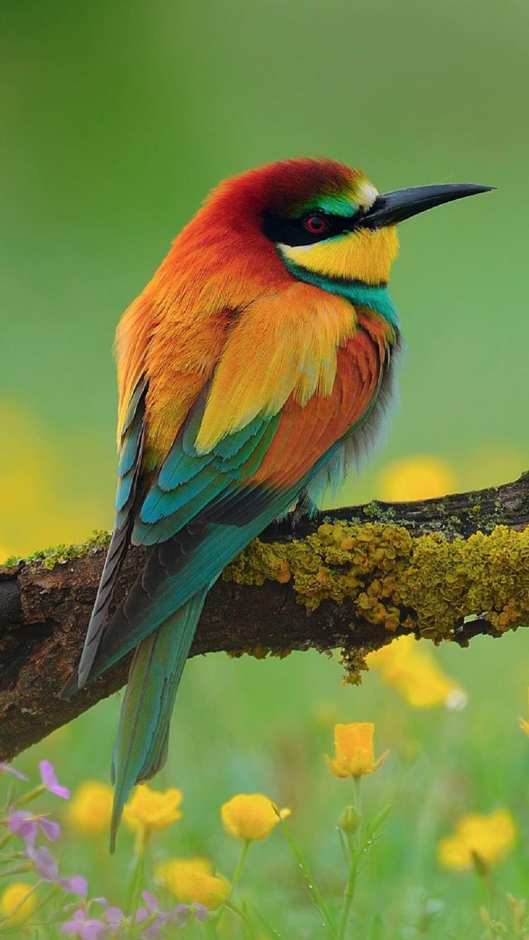 Beautiful Birds Wallpapers