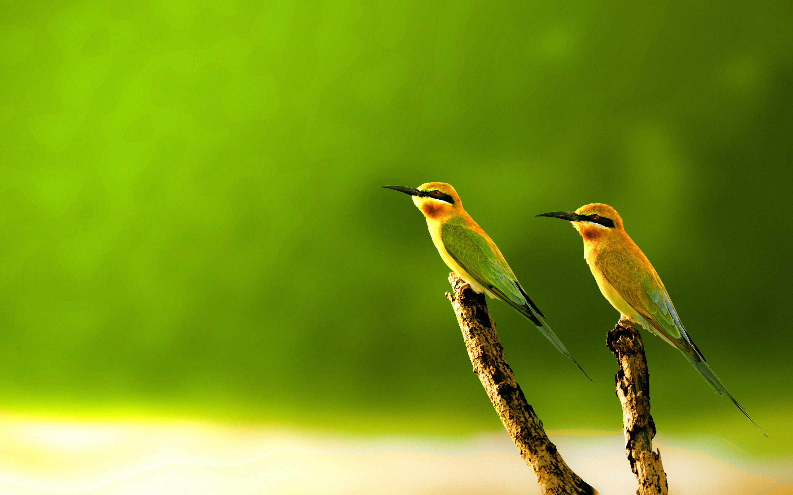 Beautiful Birds Wallpapers