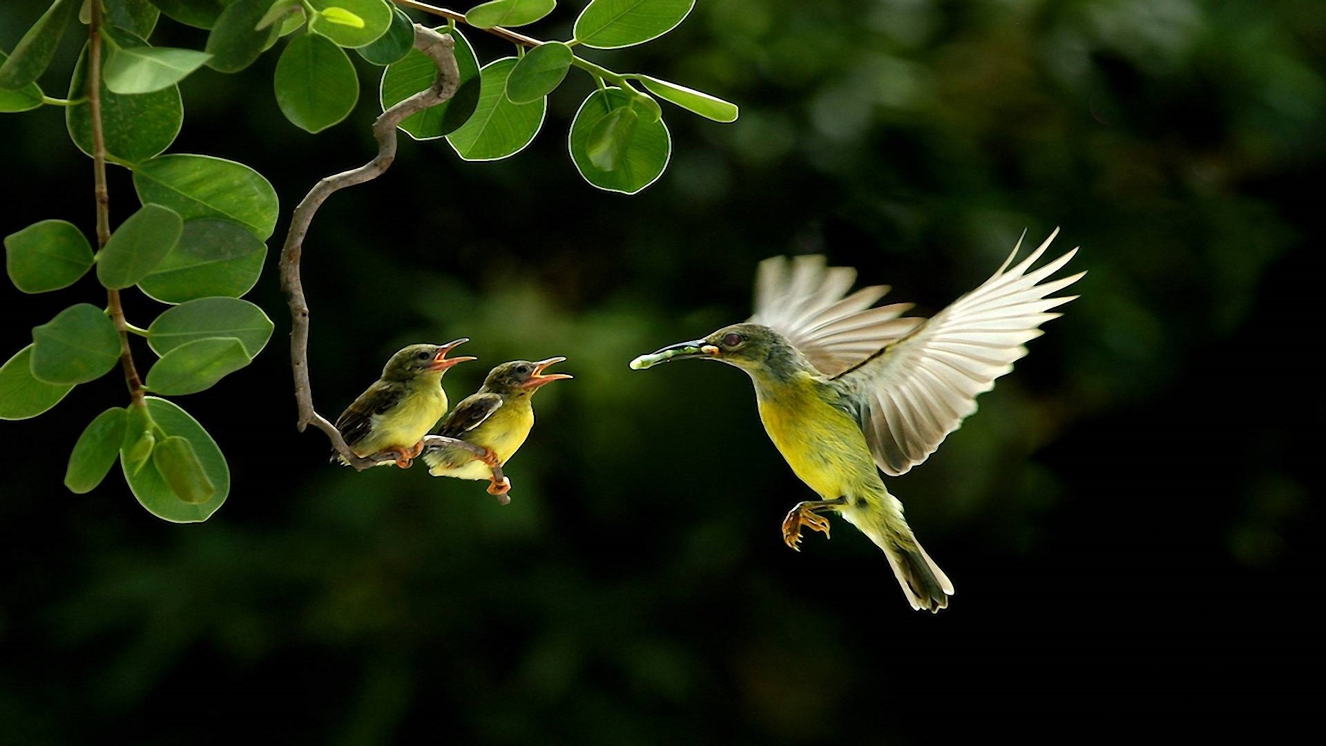 Beautiful Birds Wallpapers