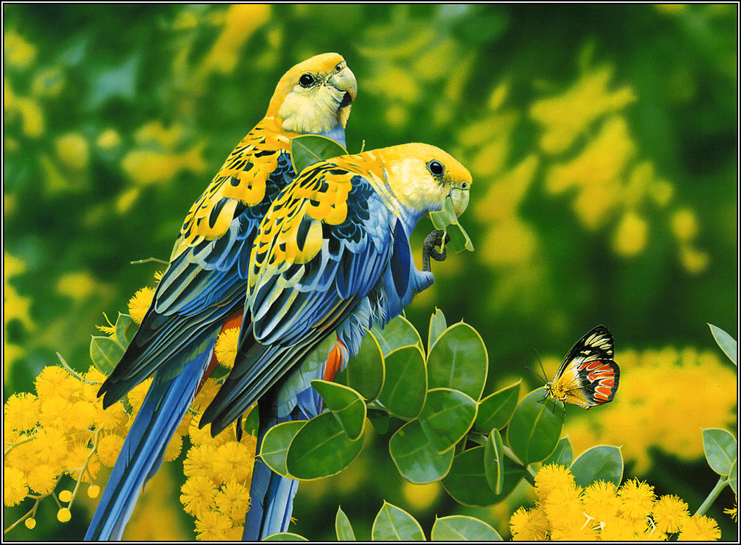 Beautiful Birds Wallpapers Wallpapers