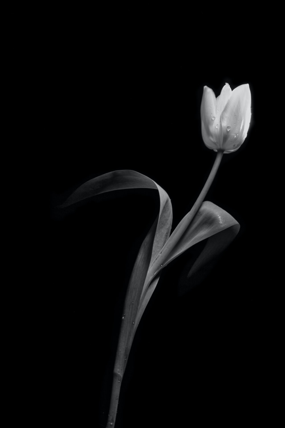 Beautiful Black And White Flower Wallpapers