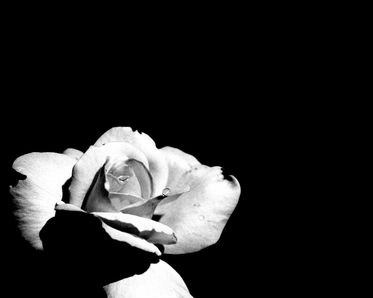 Beautiful Black And White Flower Wallpapers