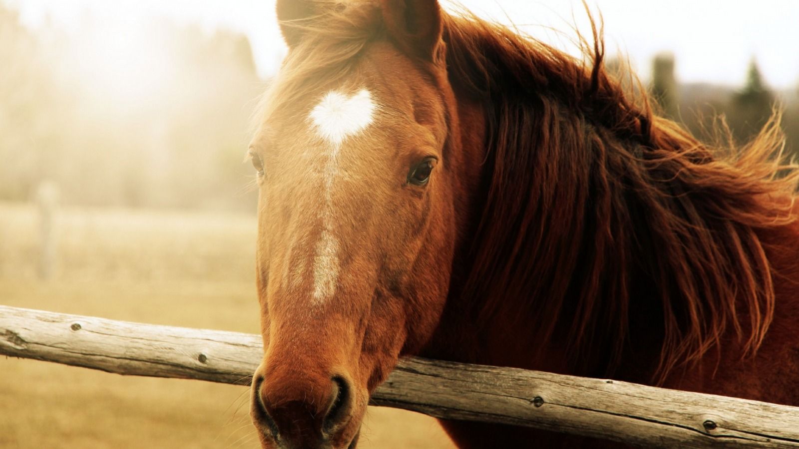 Beautiful Brown Horses Wallpapers