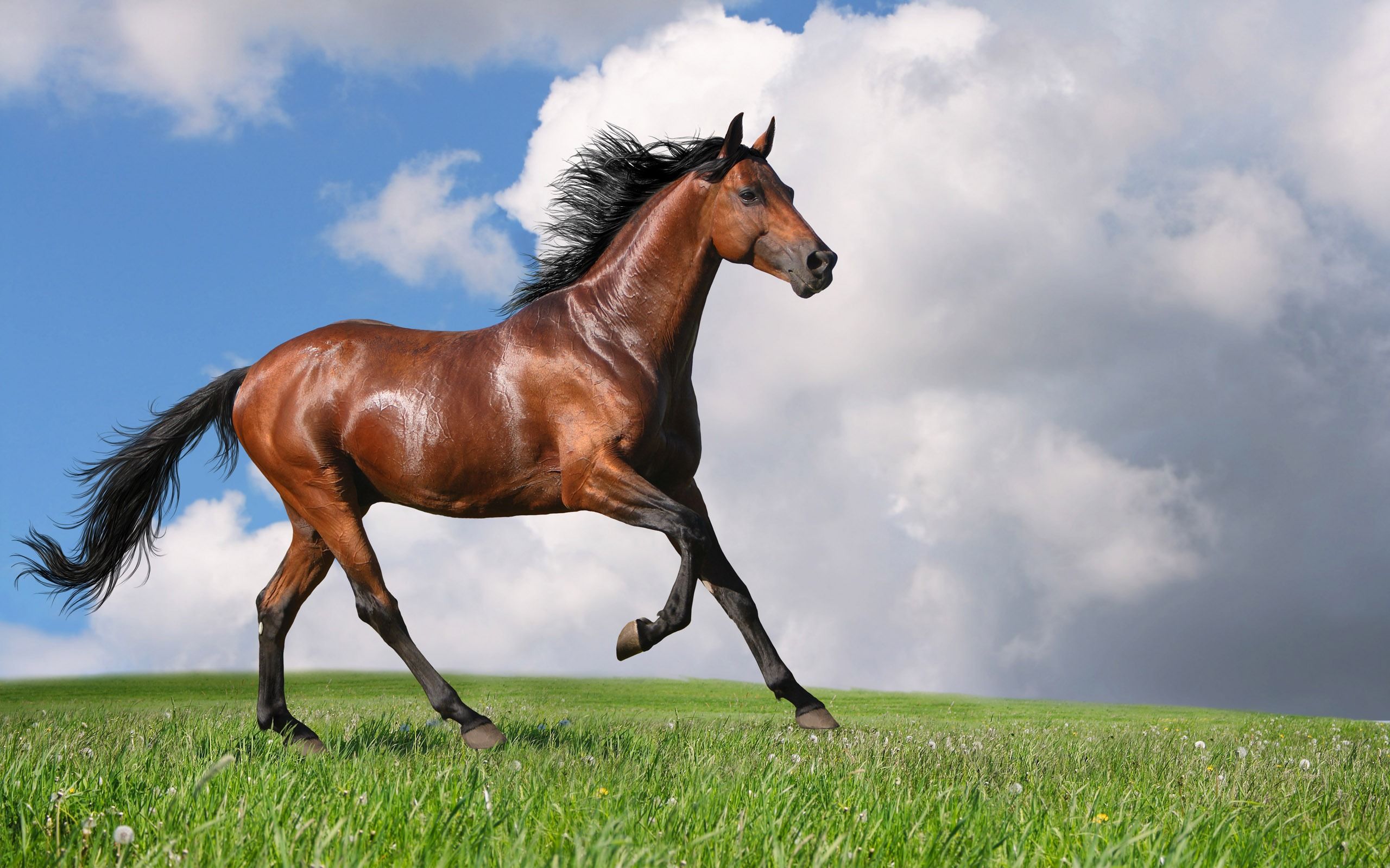 Beautiful Brown Horses Wallpapers