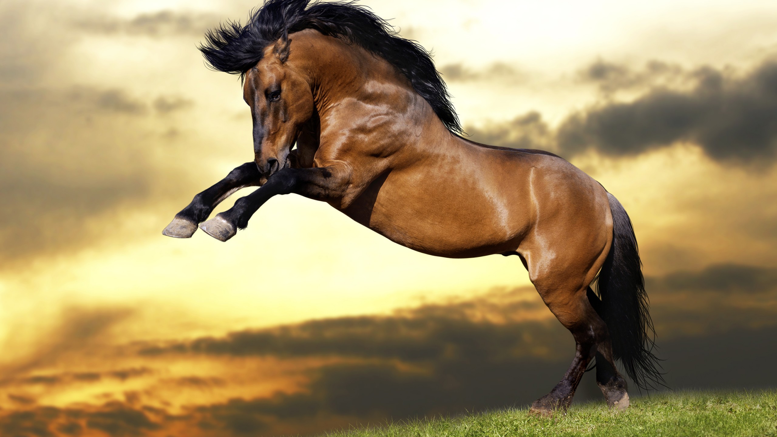 Beautiful Brown Horses Wallpapers