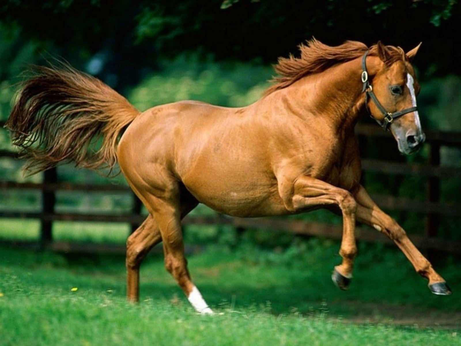 Beautiful Brown Horses Wallpapers