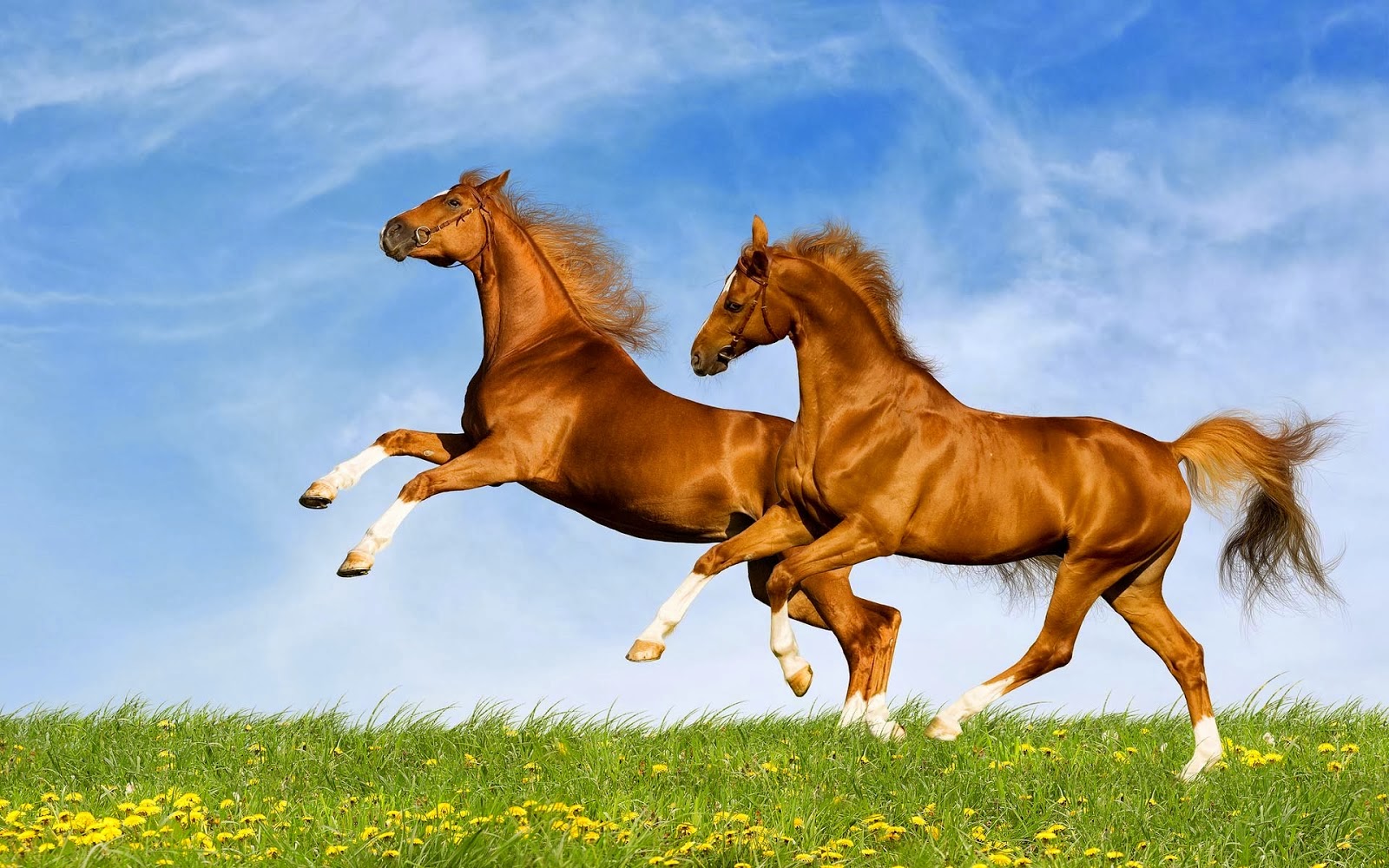 Beautiful Brown Horses Wallpapers