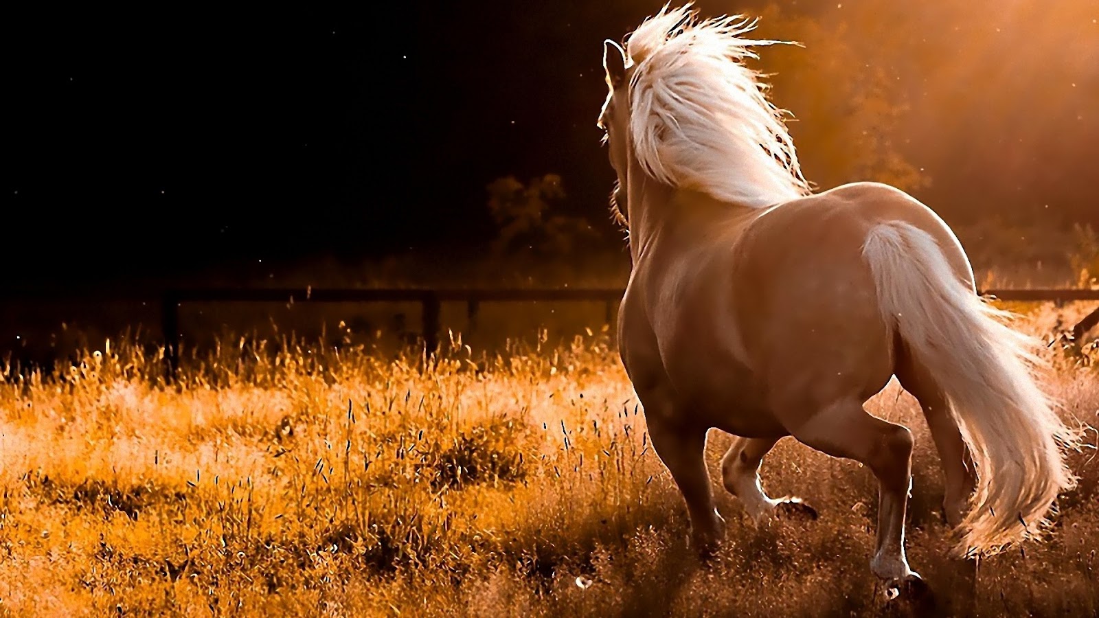 Beautiful Brown Horses Wallpapers