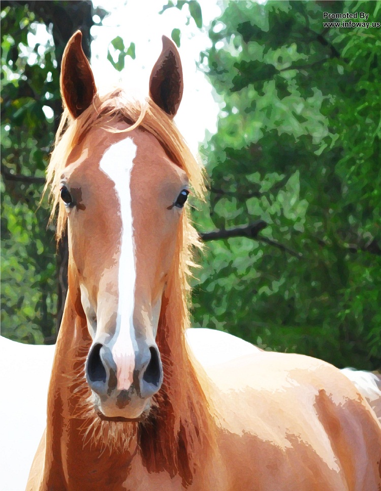 Beautiful Brown Horses Wallpapers