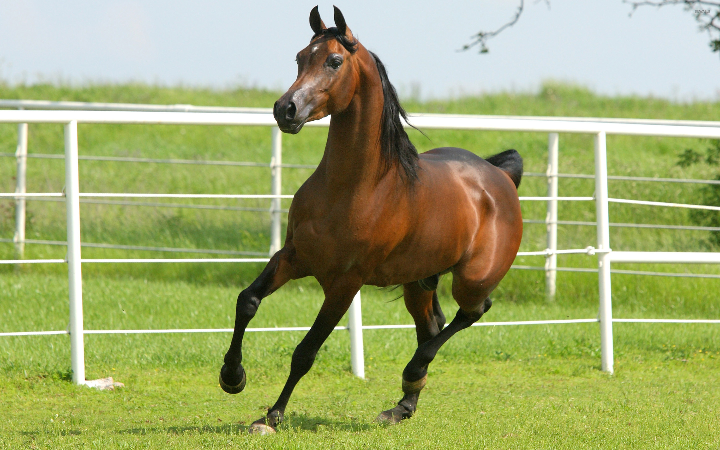 Beautiful Brown Horses Wallpapers