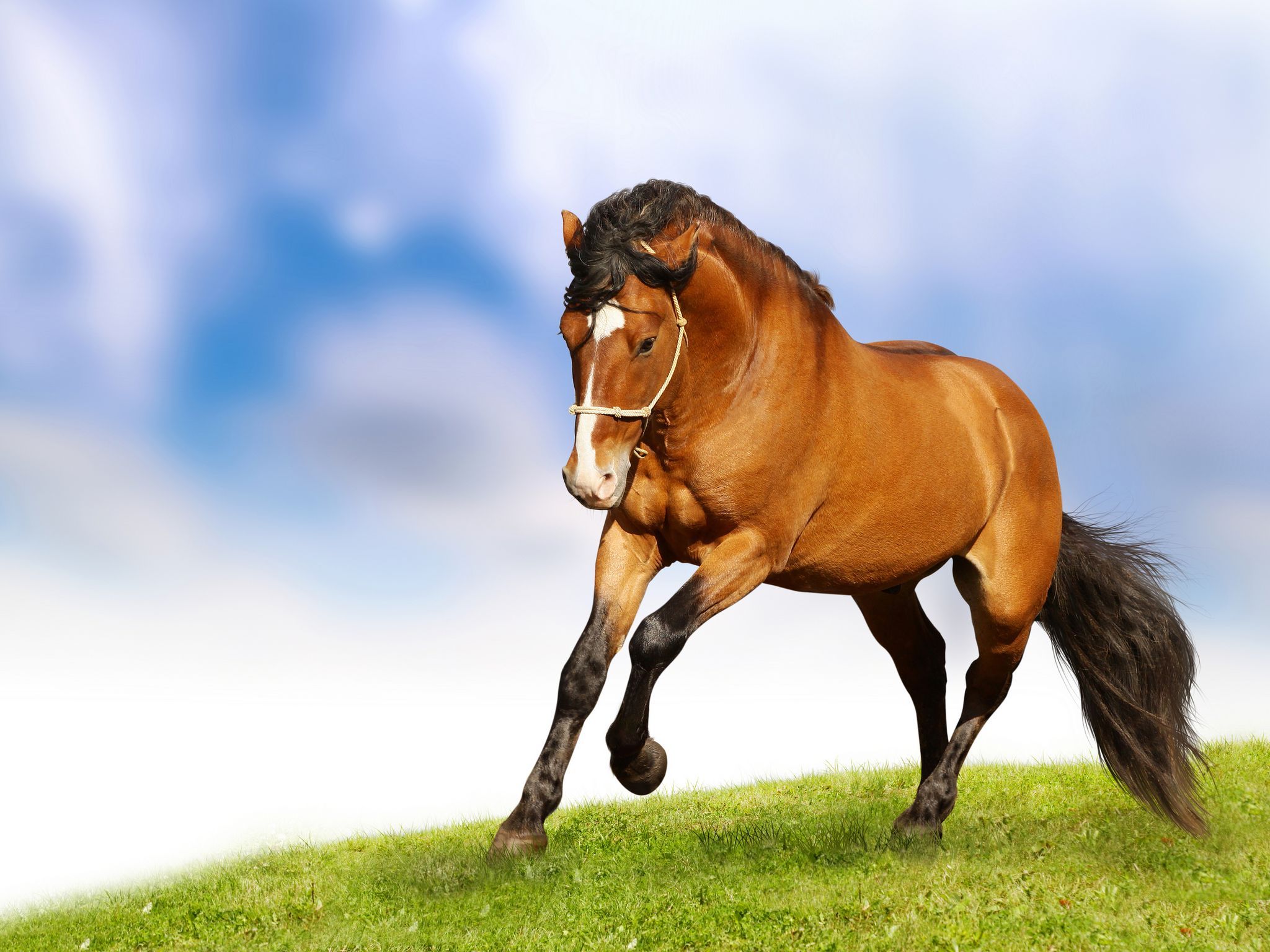 Beautiful Brown Horses Wallpapers