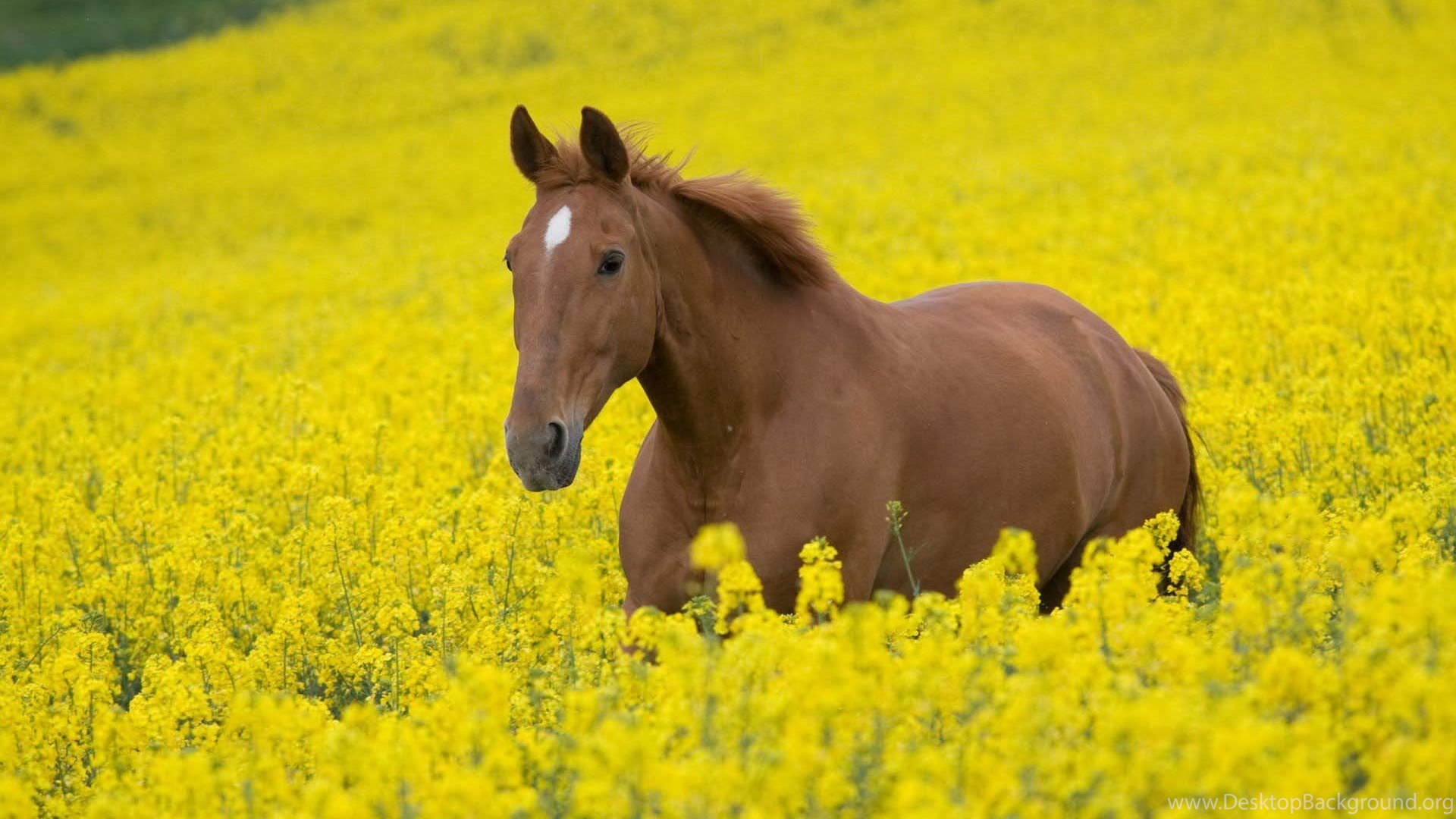 Beautiful Brown Horses Wallpapers