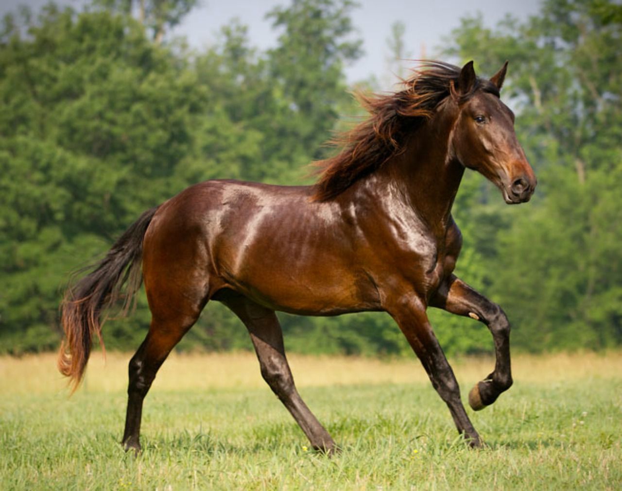 Beautiful Brown Horses Wallpapers