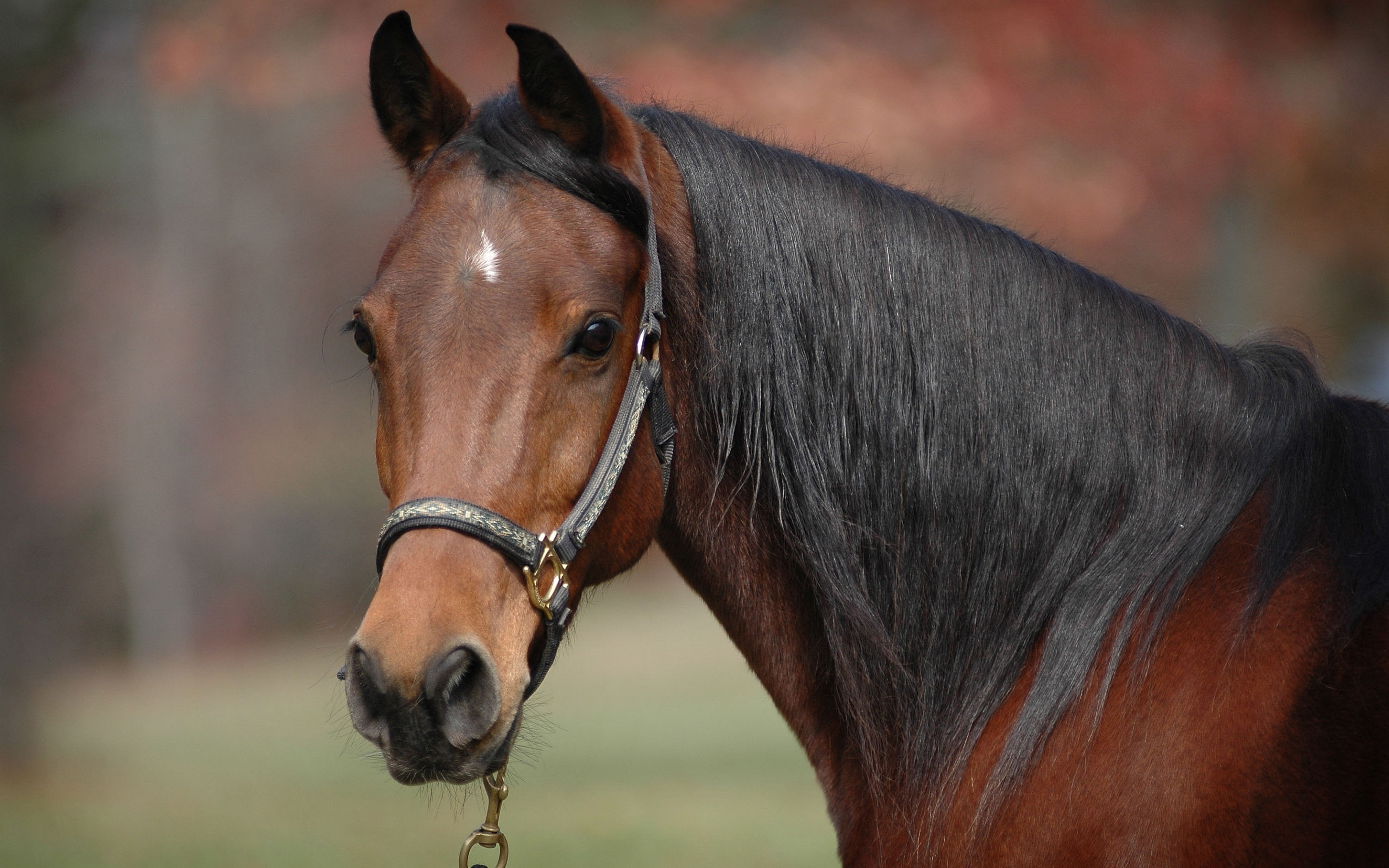 Beautiful Brown Horses Wallpapers