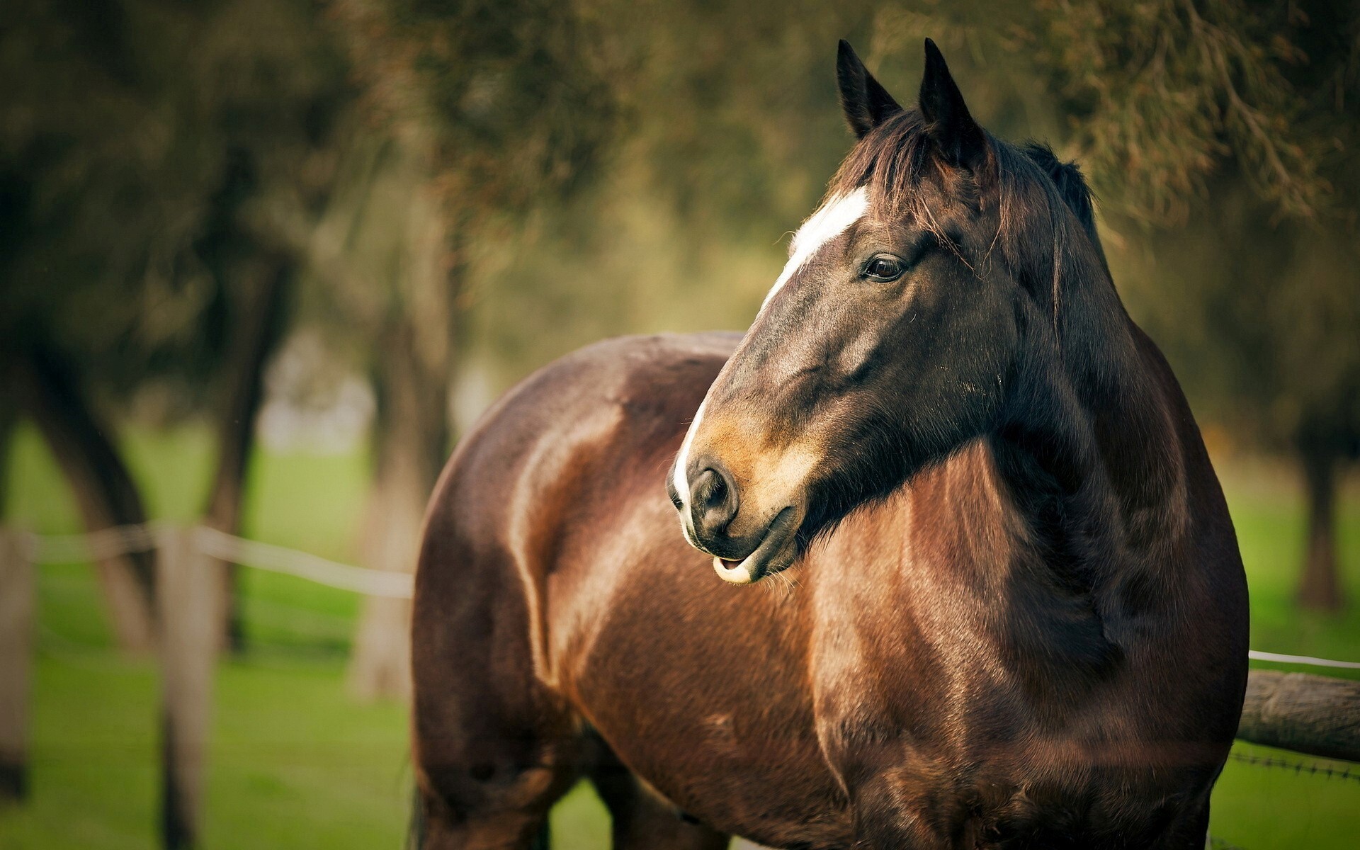 Beautiful Brown Horses Wallpapers