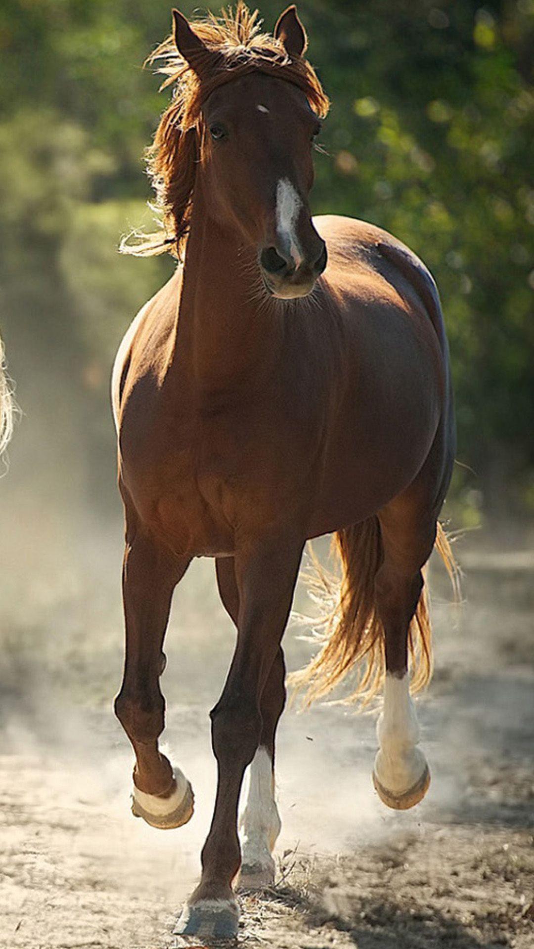 Beautiful Brown Horses Wallpapers