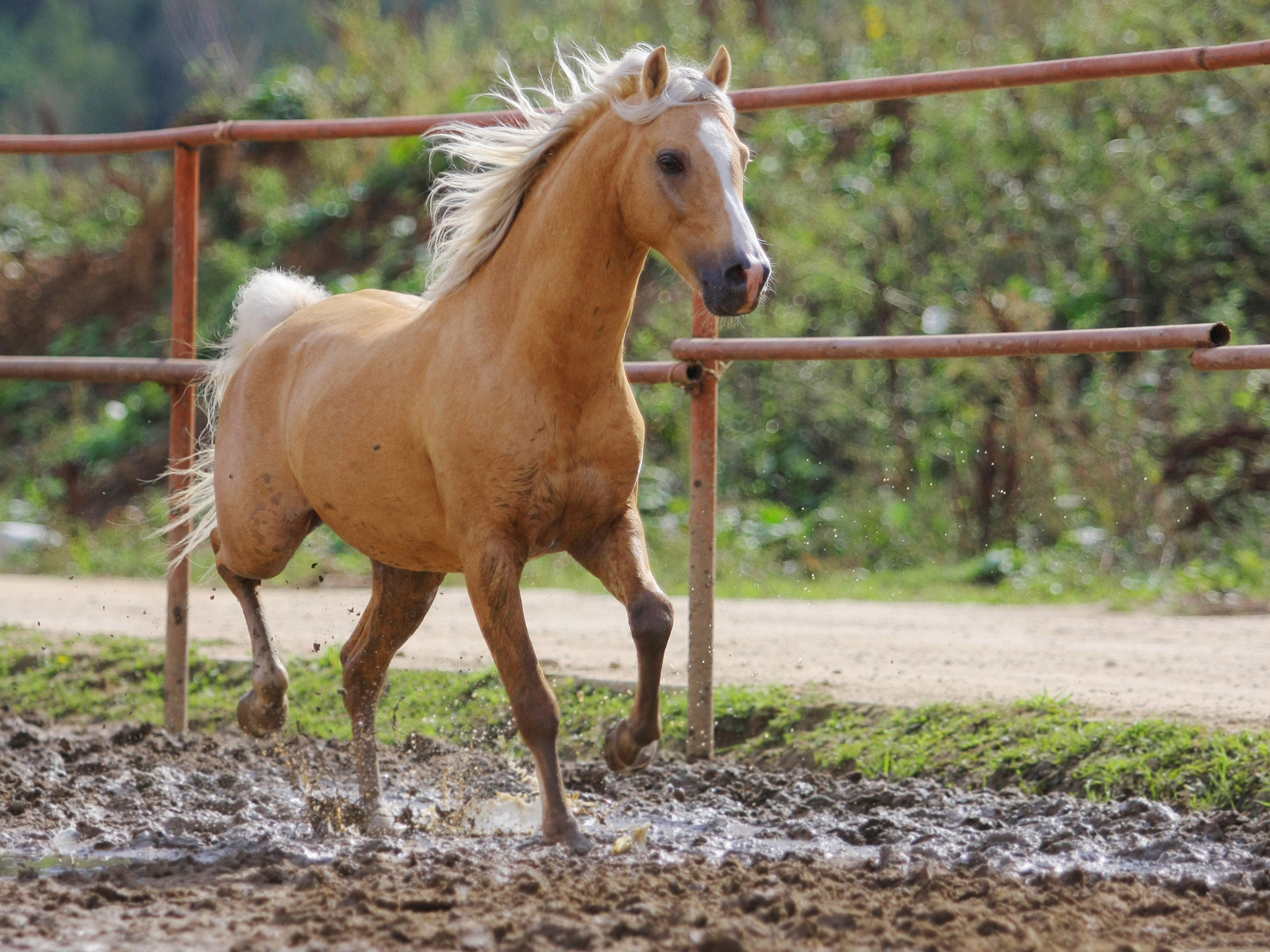 Beautiful Brown Horses Wallpapers