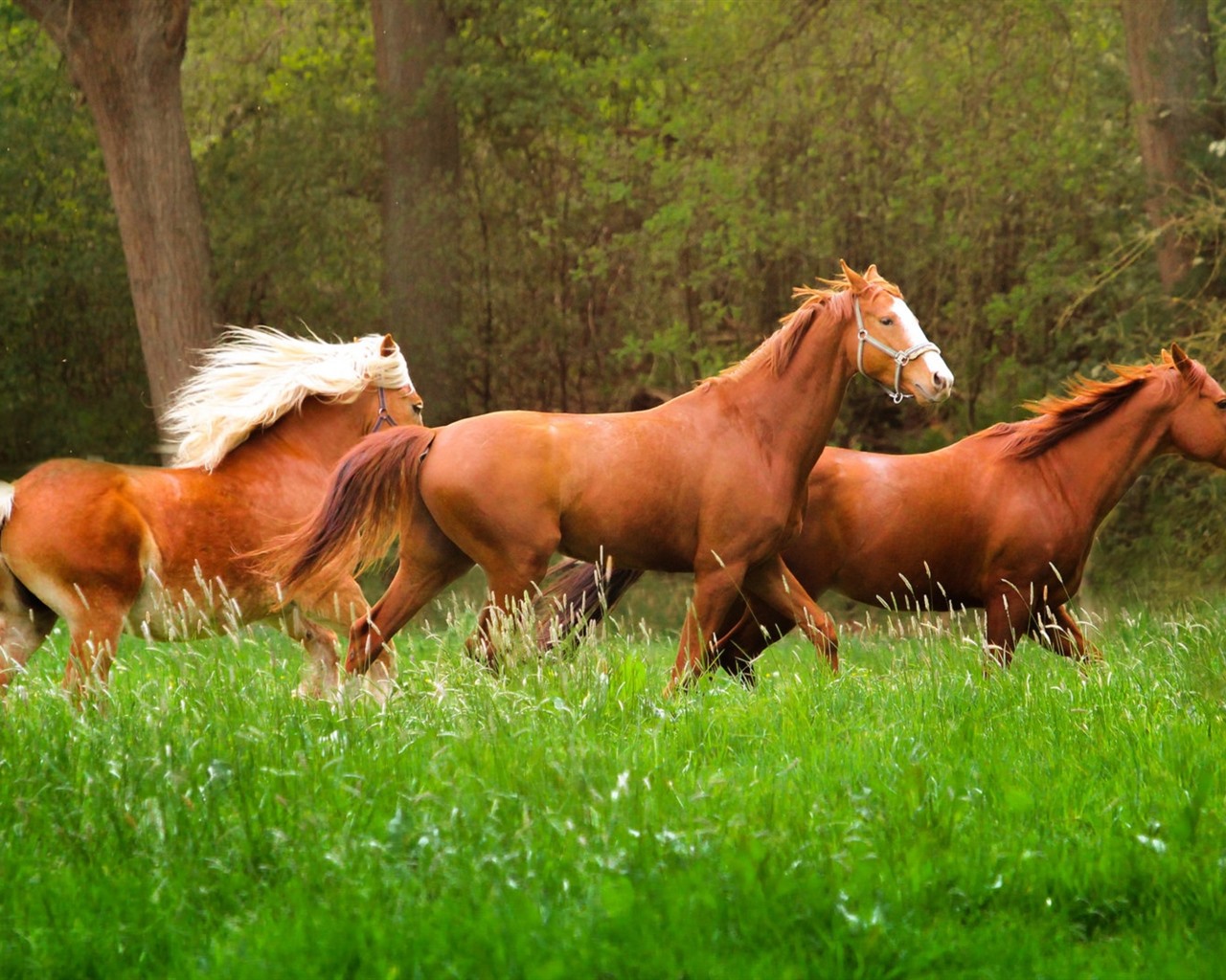 Beautiful Brown Horses Wallpapers