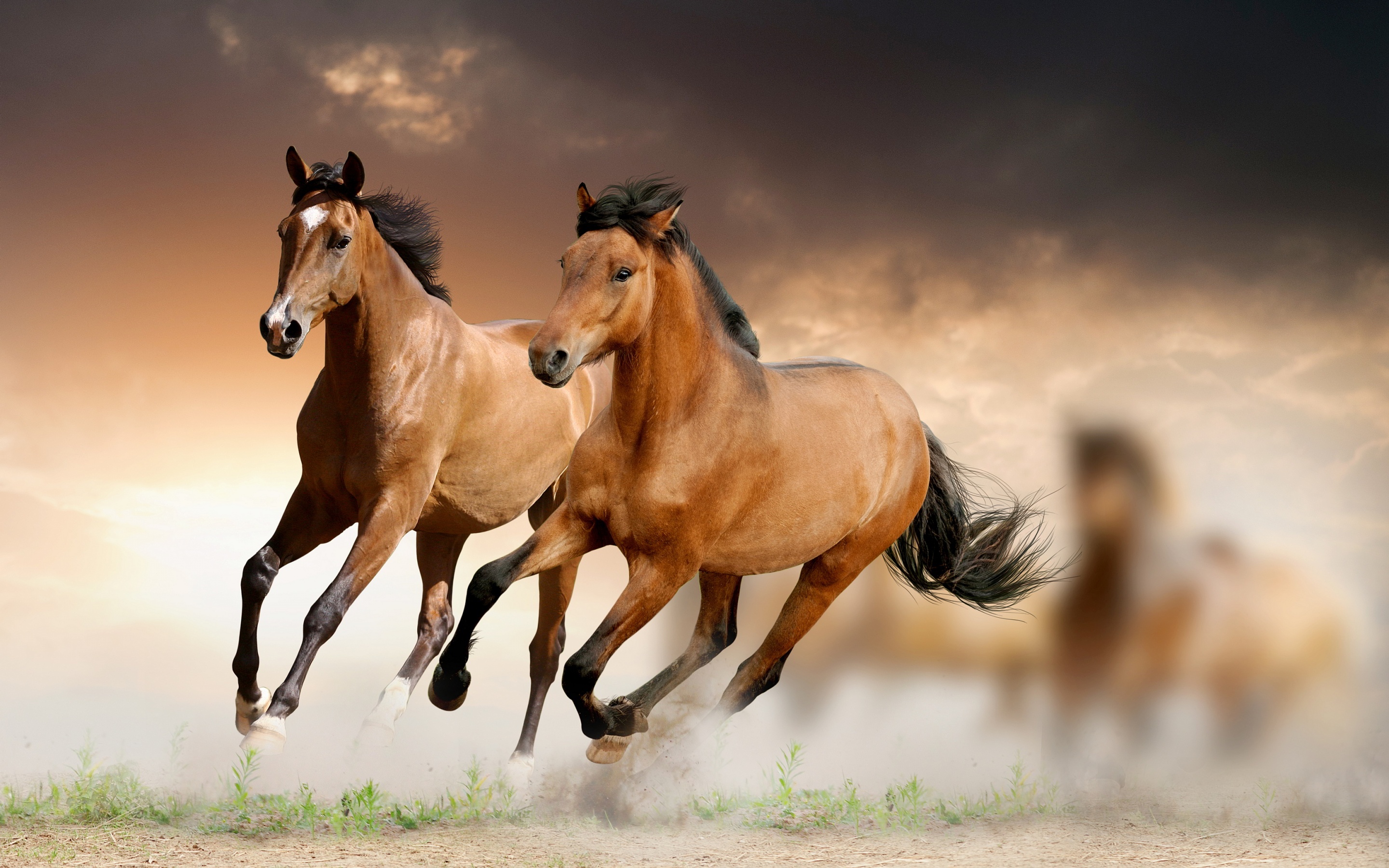 Beautiful Brown Horses Wallpapers