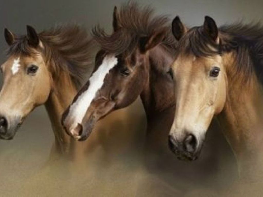 Beautiful Brown Horses Wallpapers