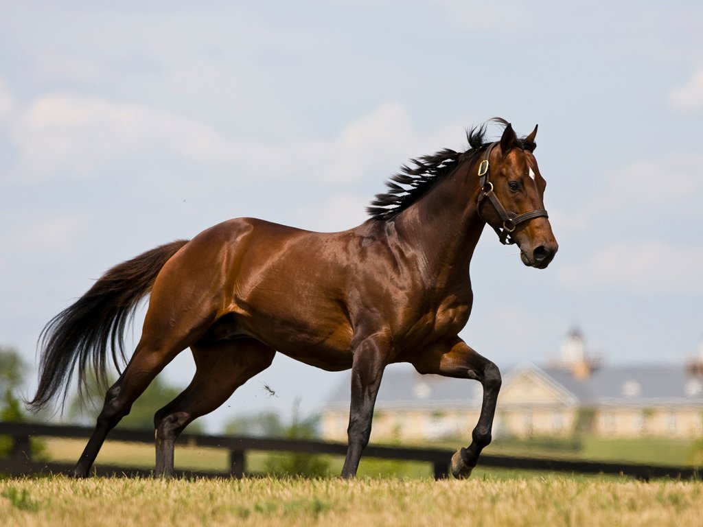 Beautiful Brown Horses Wallpapers