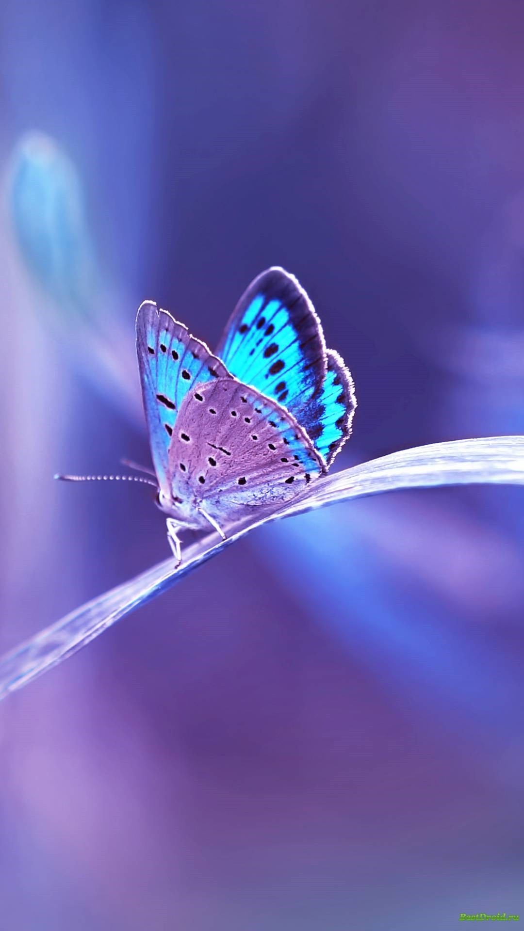 Beautiful Butterfly Iphone Wallpapers