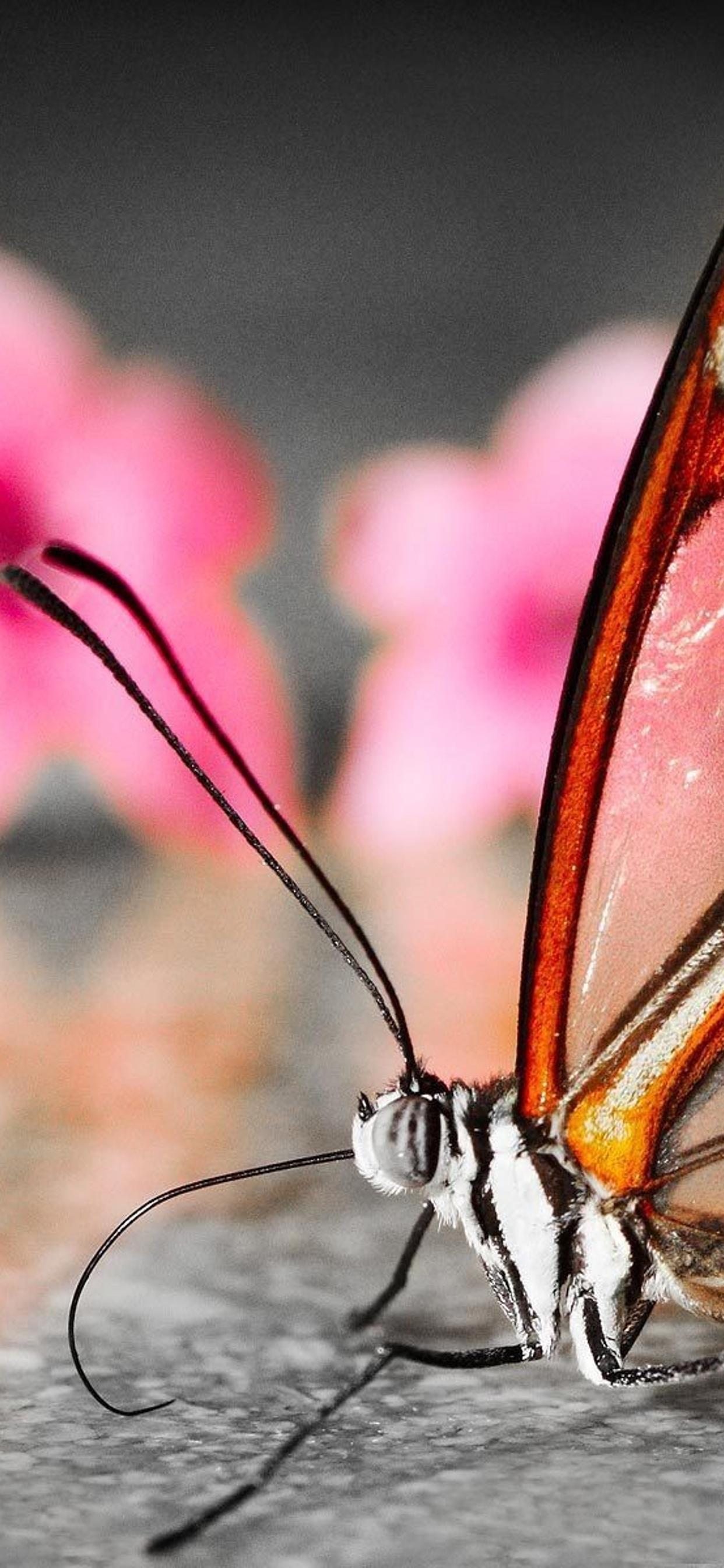 Beautiful Butterfly Iphone Wallpapers