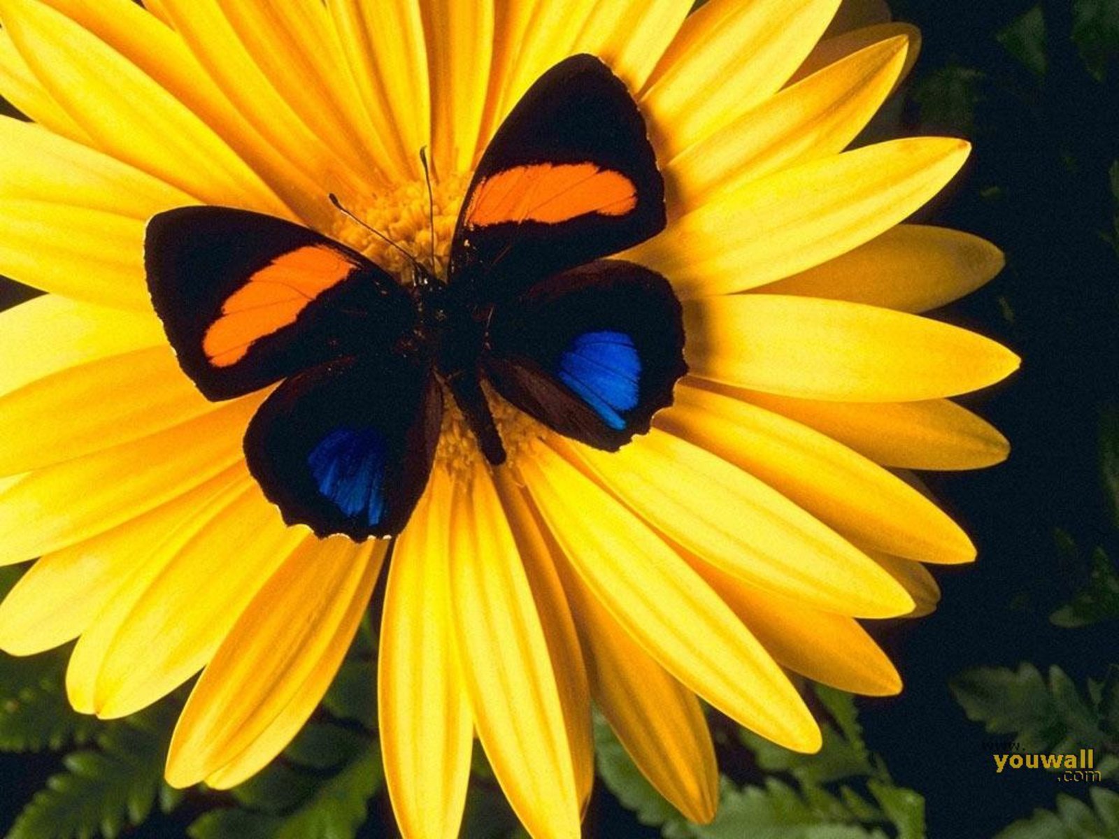 Beautiful Butterfly Wallpapers