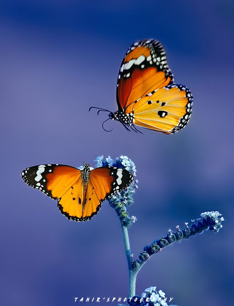 Beautiful Butterfly Wallpapers