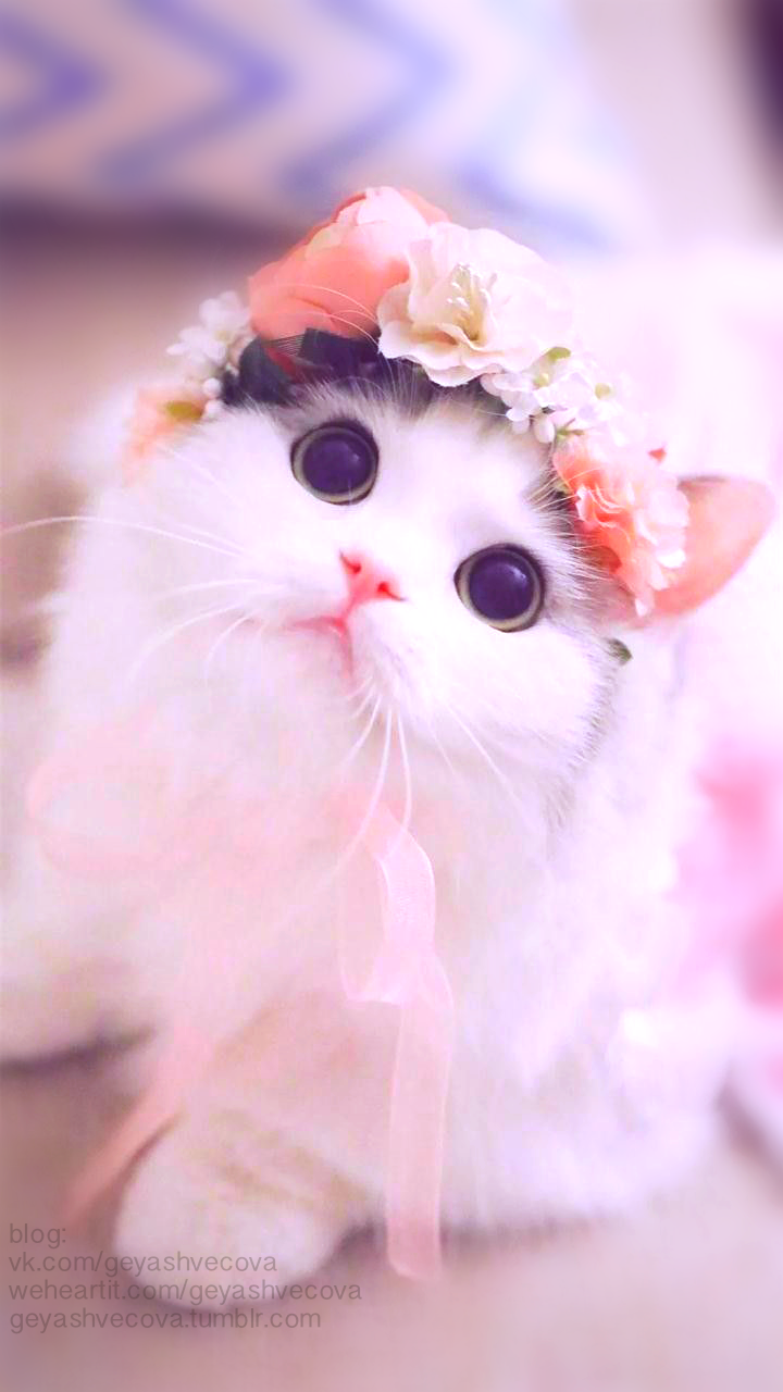 Beautiful Cats Wallpapers