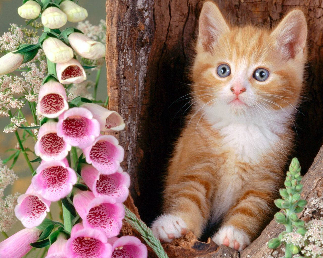 Beautiful Cats Wallpapers