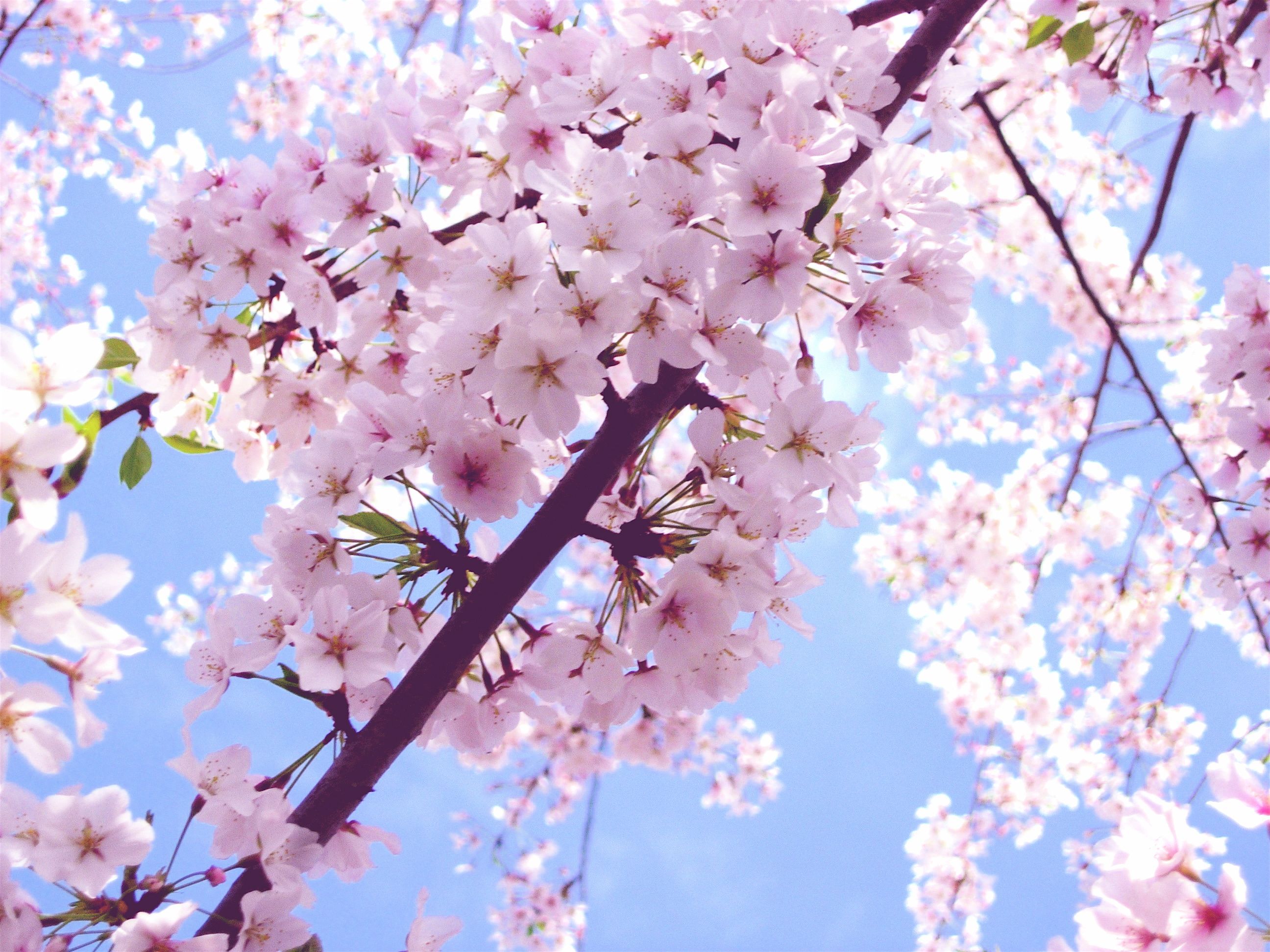 Beautiful Cherry Blossom Branch Wallpapers