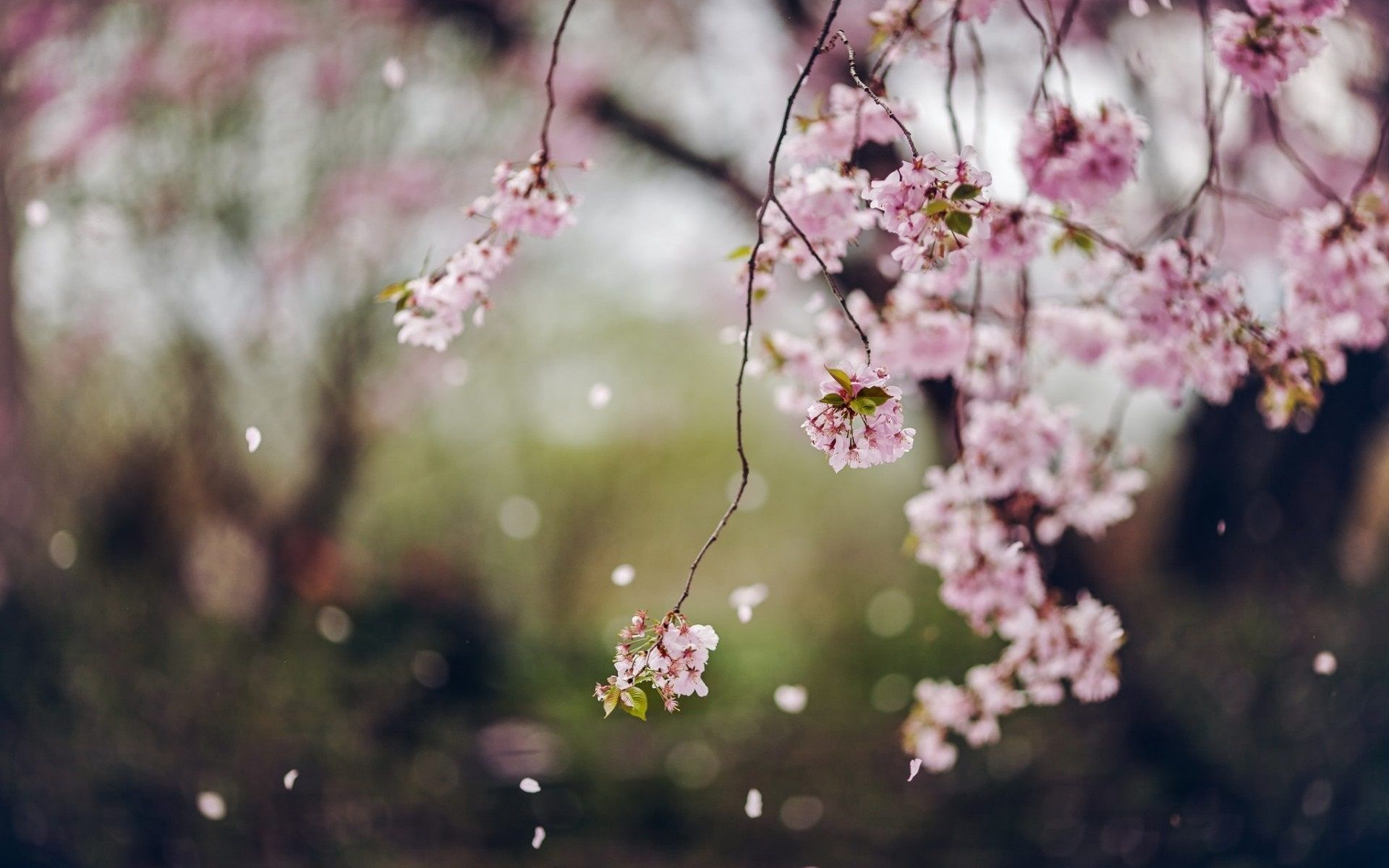 Beautiful Cherry Blossom Branch Wallpapers