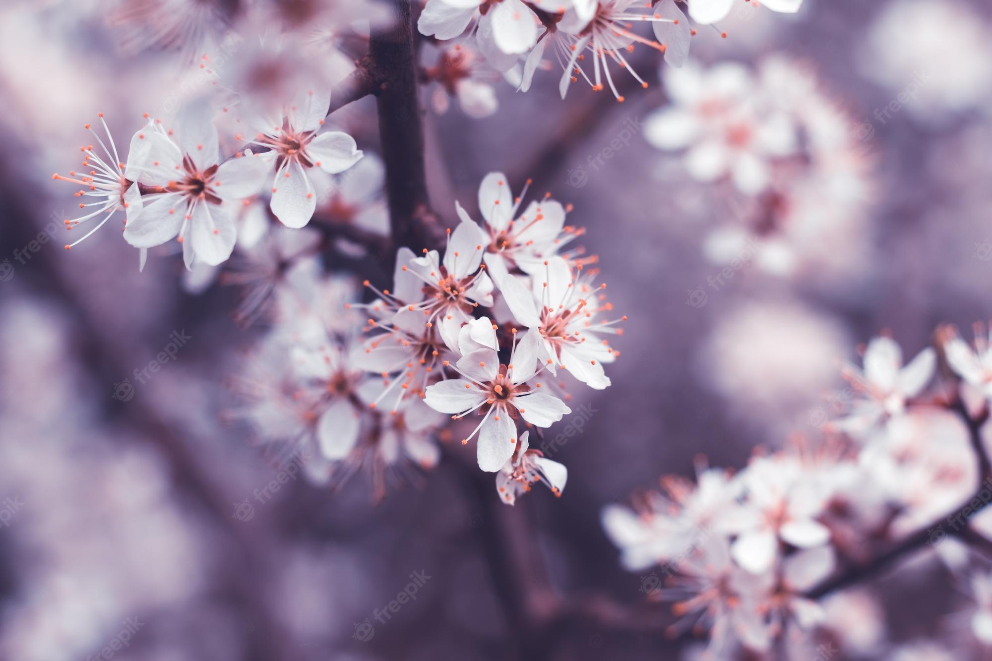 Beautiful Cherry Blossom Branch Wallpapers