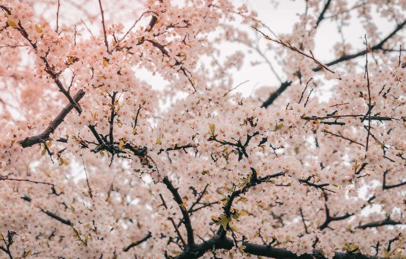 Beautiful Cherry Blossom Branch Wallpapers