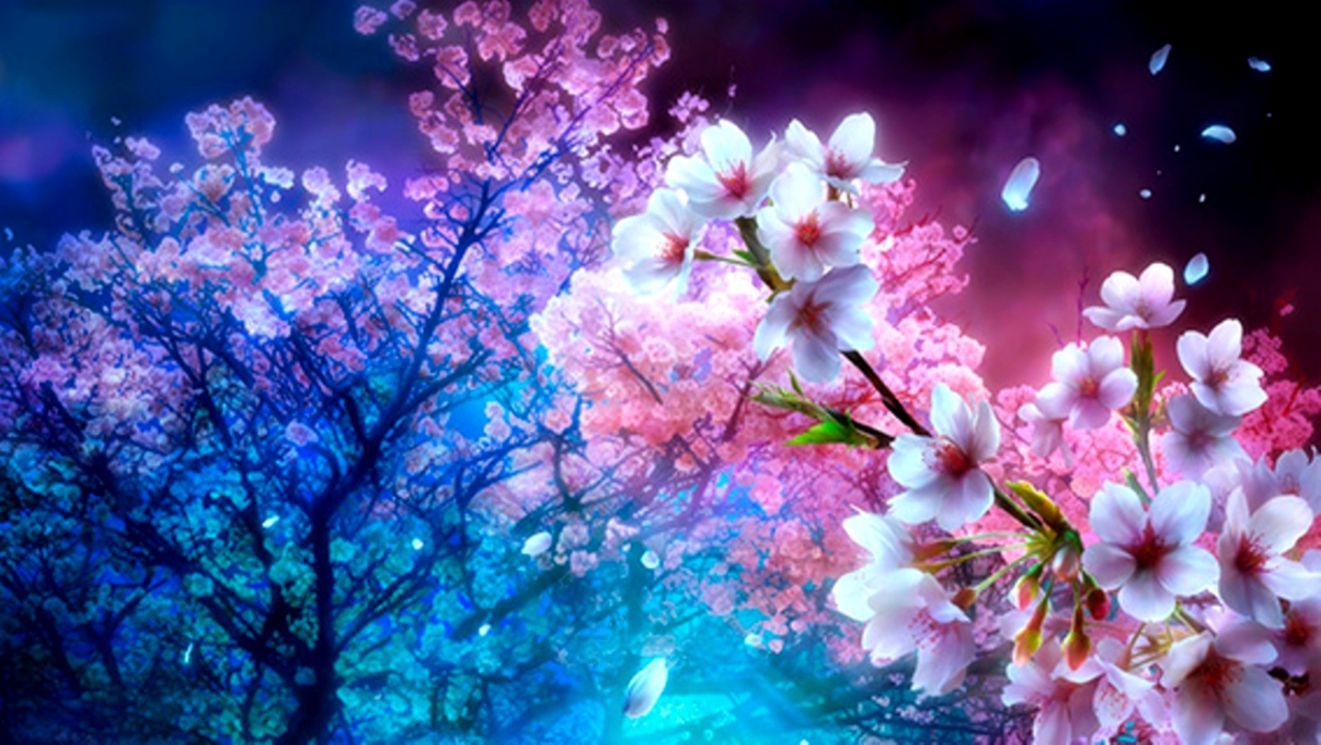 Beautiful Cherry Blossom Branch Wallpapers