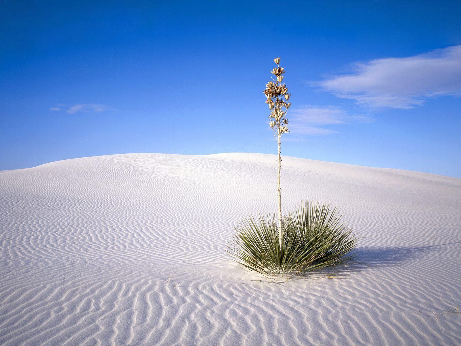 Beautiful Desert Oasis Background