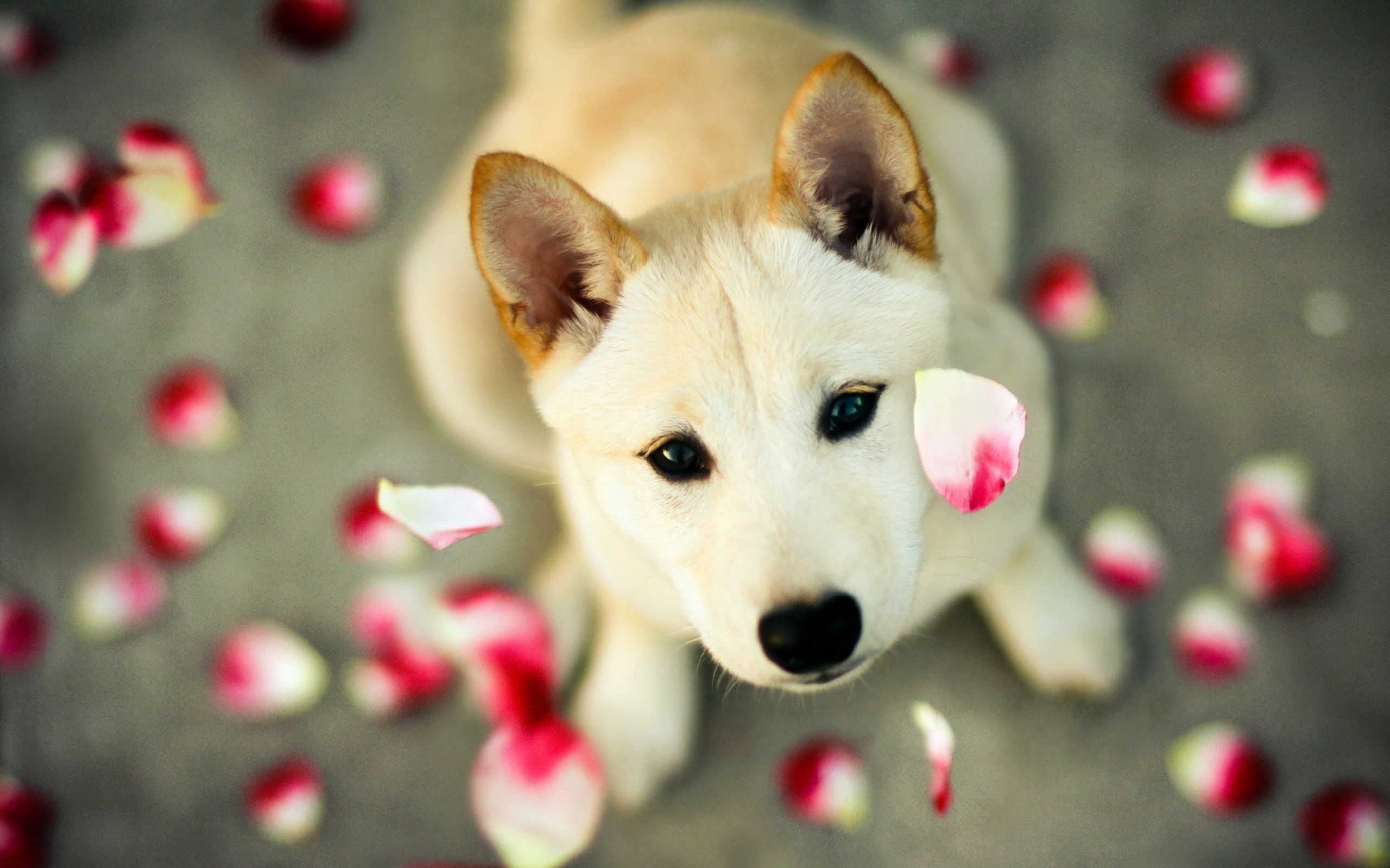 Beautiful Dog Wallpapers