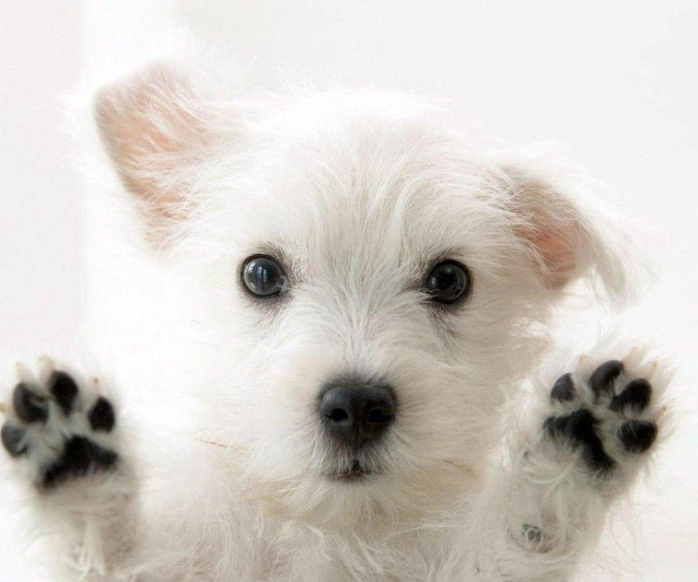 Beautiful Dog Wallpapers