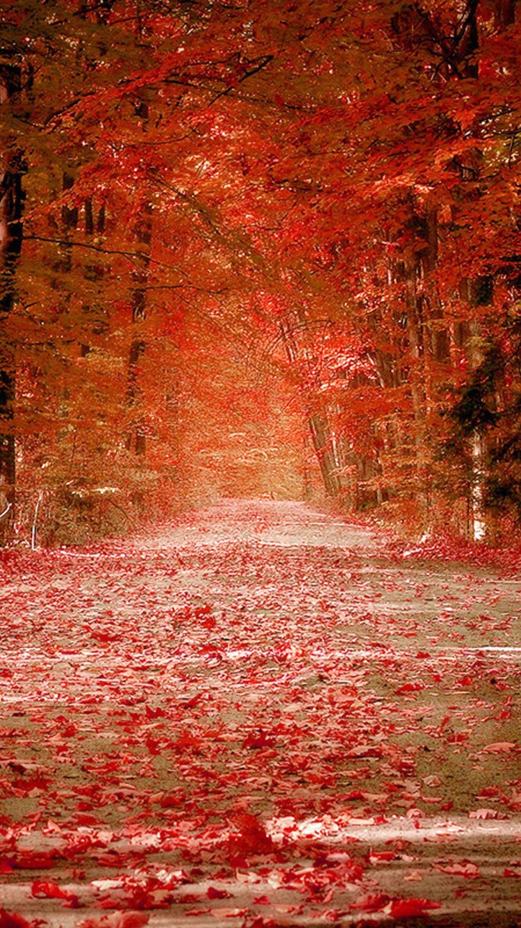 Beautiful Fall Iphone Wallpapers