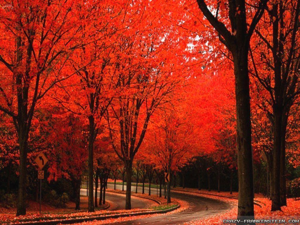 Beautiful Fall Pictures Wallpaper Wallpapers