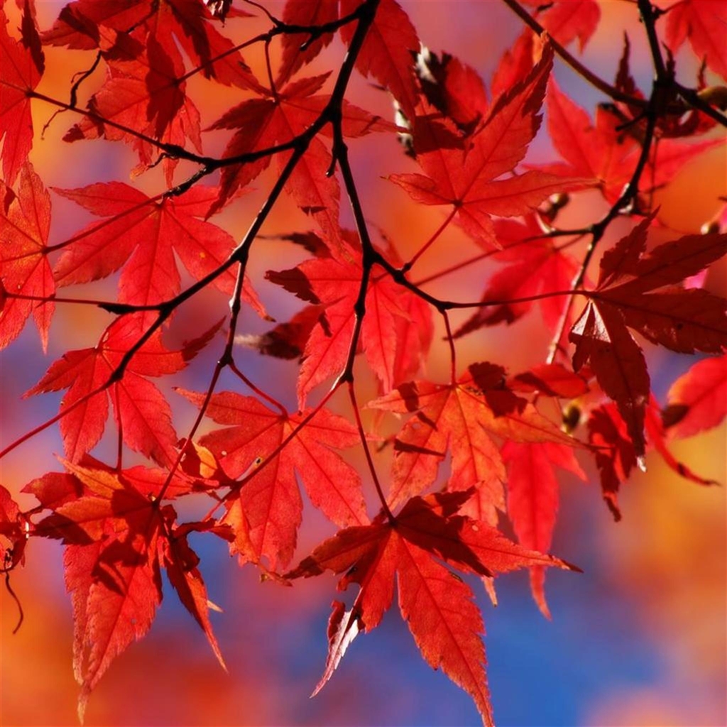 Beautiful Fall Pictures Wallpaper Wallpapers