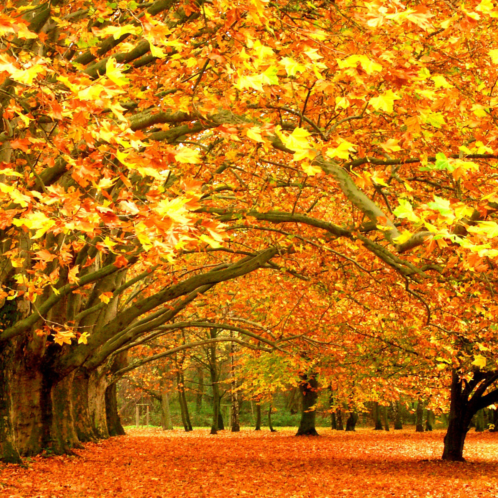 Beautiful Fall Pictures Wallpapers Wallpapers