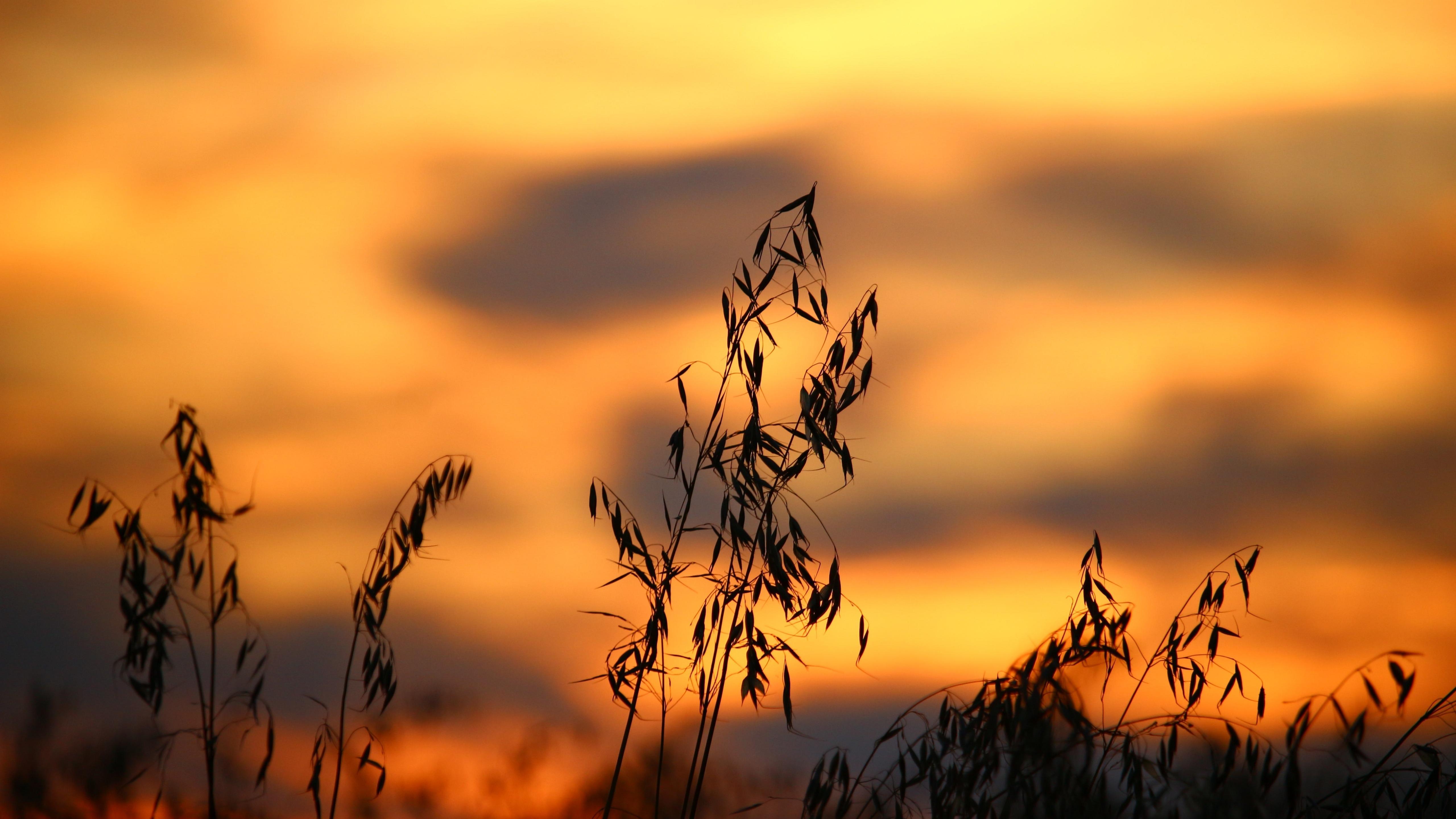 Beautiful Field Sunset 5K Wallpapers