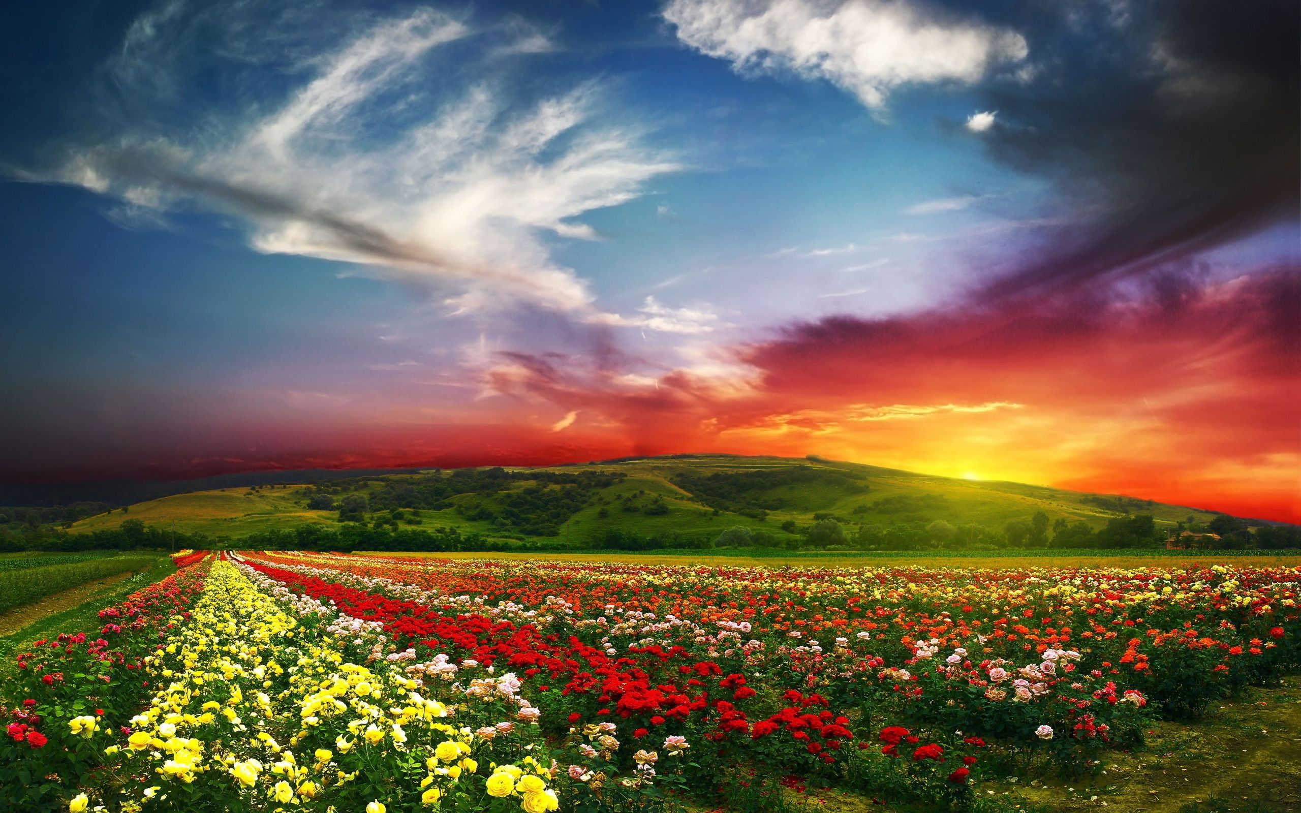 Beautiful Field Sunset 5K Wallpapers