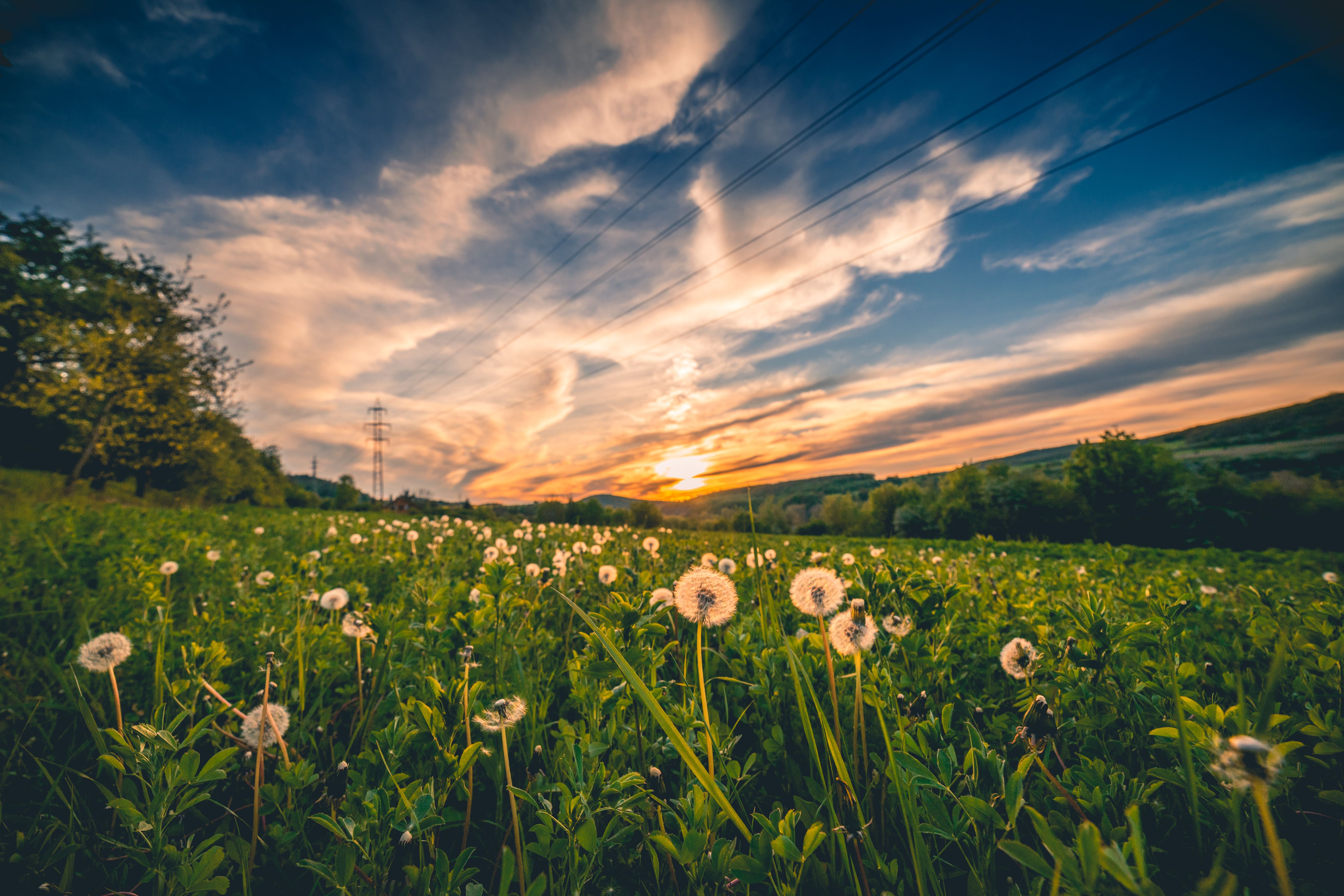 Beautiful Field Sunset 5K Wallpapers