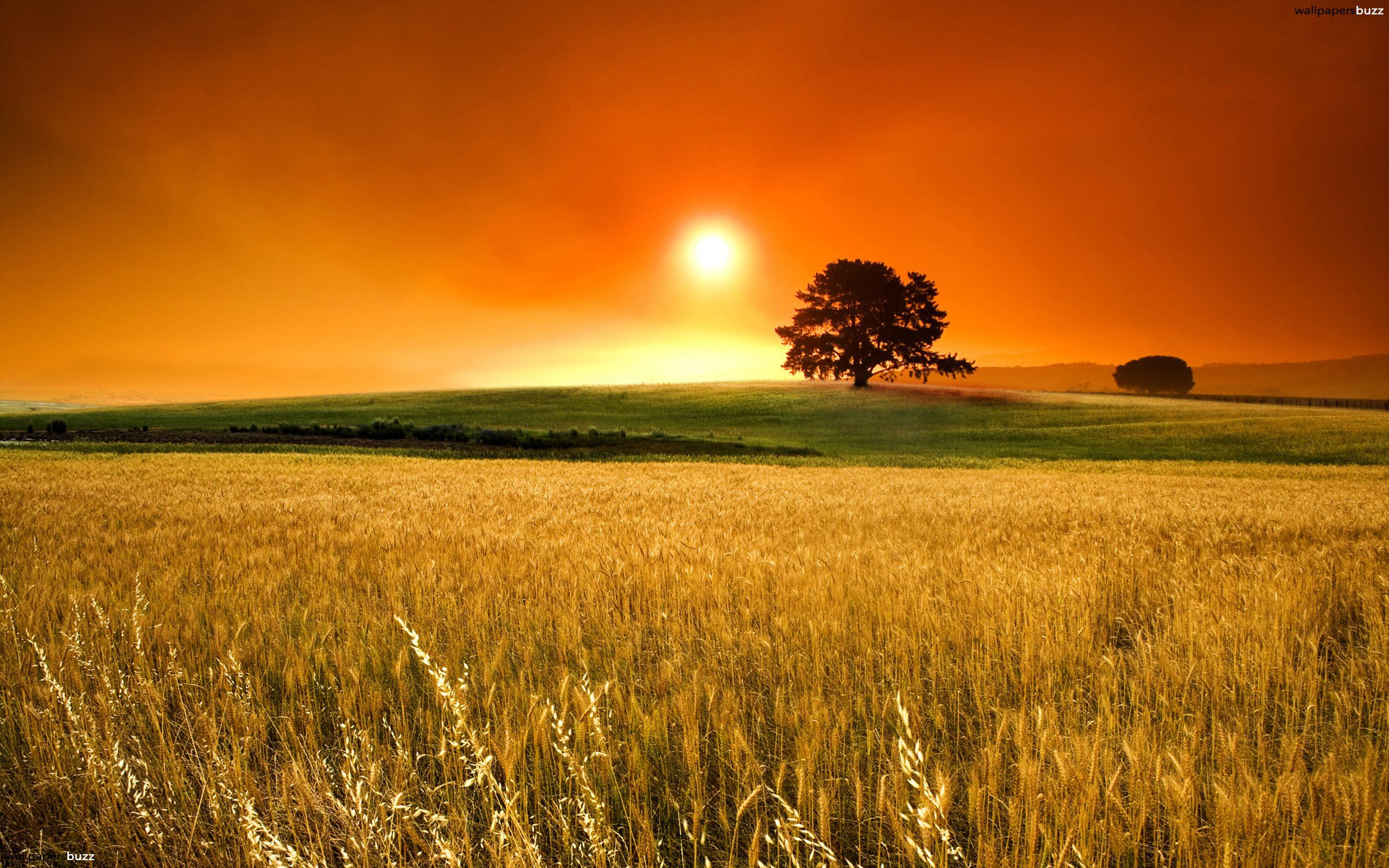 Beautiful Field Sunset 5K Wallpapers