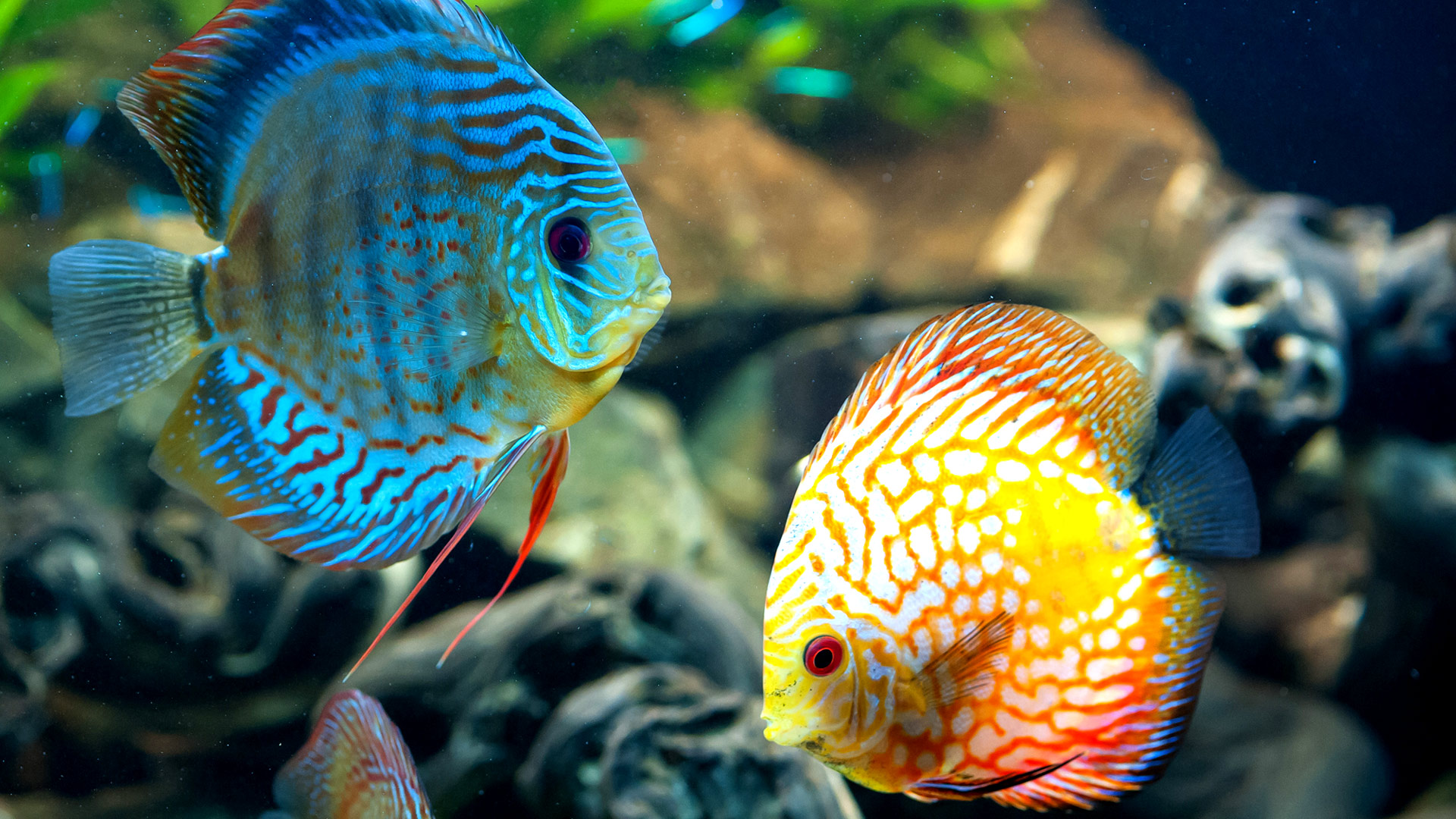 Beautiful Fish Wallpapers