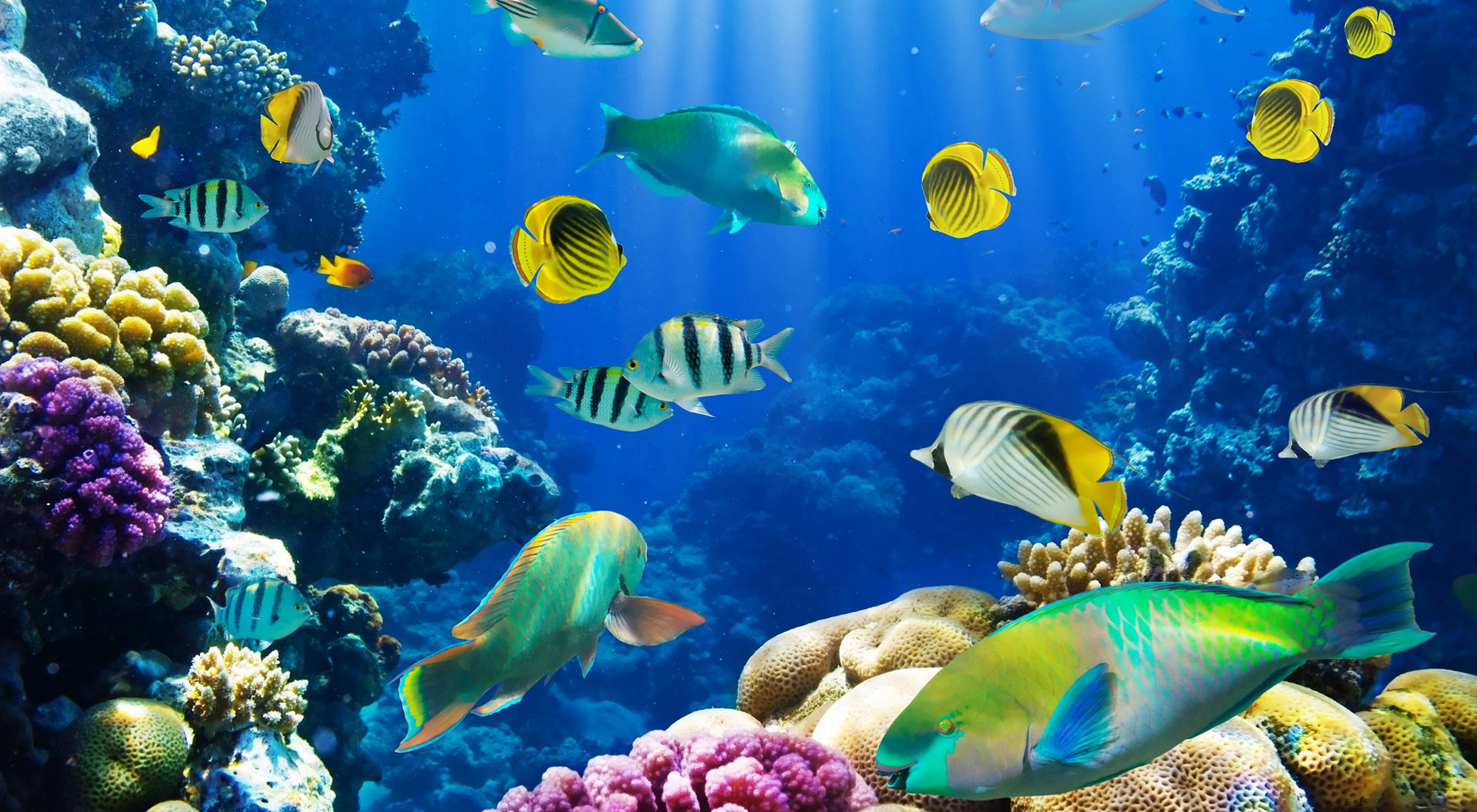 Beautiful Fish Wallpapers