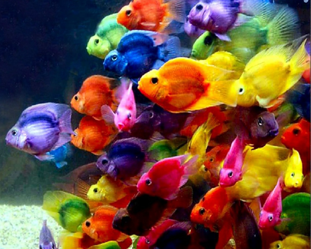 Beautiful Fish Wallpapers